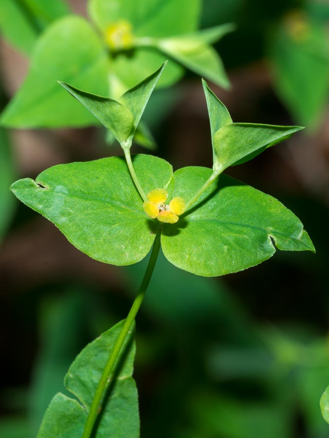 Euphorbia in faggeta - Euphorbia dulcis